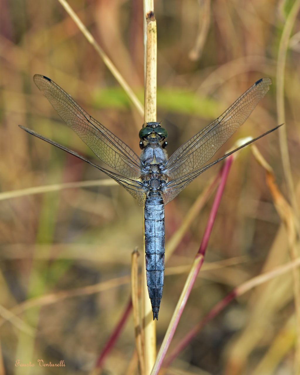 Crocothemis erythraea♀, Crocothemis erythraea♂ e Orthetrum cancellatum♂